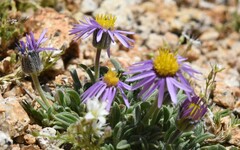 Erigeron pygmaeus