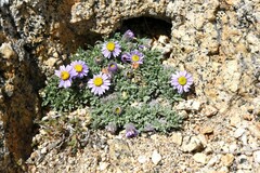 Erigeron pygmaeus