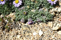 Erigeron pygmaeus