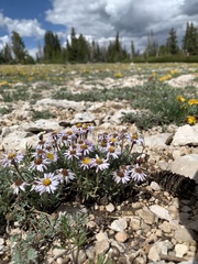 Erigeron untermannii
