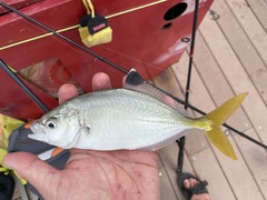 Carangoides praeustus