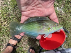 Halichoeres chloropterus