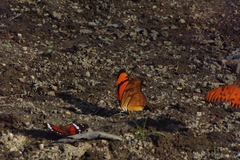 Dryas iulia alcionea