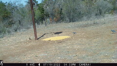 Aphelocoma woodhouseii