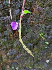 Peperomia hernandiifolia