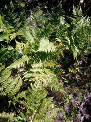 Pteridium aquilinum image