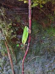 Peperomia hernandiifolia