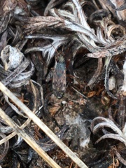 Ligyrocoris diffusus