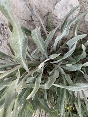 Senecio atratus