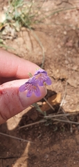 Penstemon linarioides