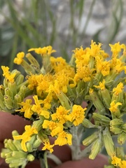 Senecio atratus