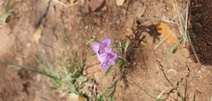 Penstemon linarioides