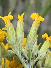 Senecio atratus