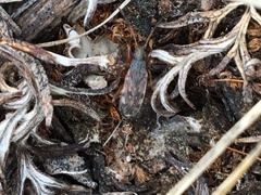 Ligyrocoris diffusus