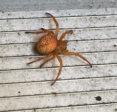 Araneus iviei