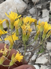 Senecio atratus