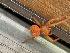 Araneus iviei