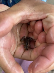 Lithobates pipiens