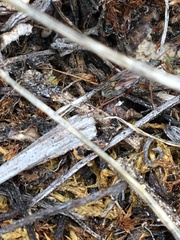 Ligyrocoris diffusus