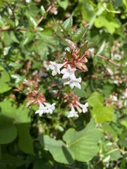Abelia × grandiflora