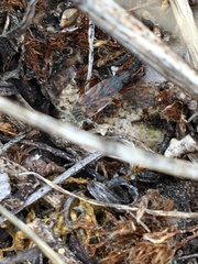Ligyrocoris diffusus