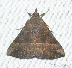 Hypena deceptalis