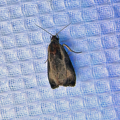 Olethreutes inornatana