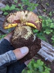 Butyriboletus primiregius