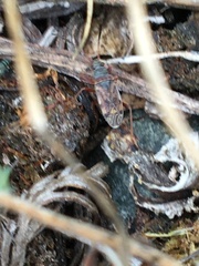 Ligyrocoris diffusus