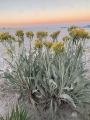 Senecio atratus