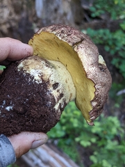 Butyriboletus primiregius