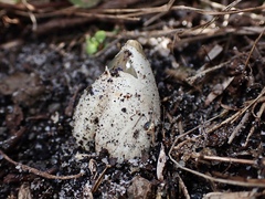 Mutinus cartilagineus