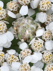Aceria kiefferi