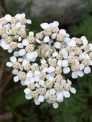 Aceria kiefferi