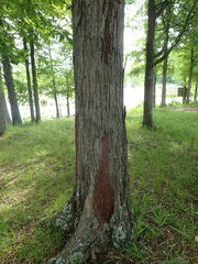 Carya myristiciformis