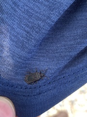 Brachyrhynchus membranaceus