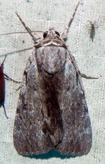 Catocala gracilis