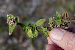 Richardia humistrata