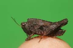Batrachideinae