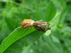 Carpocoris purpureipennis