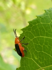 Disonycha discoidea