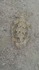 Phrynosoma coronatum