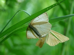 Diacrisia sannio