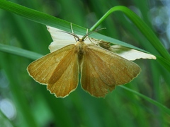 Diacrisia sannio