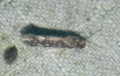 Agraylea multipunctata