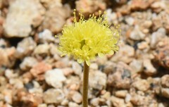 Eriogonum rosense