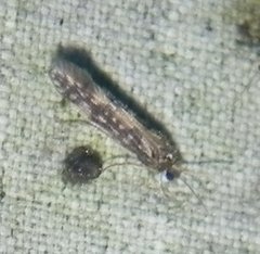 Agraylea multipunctata