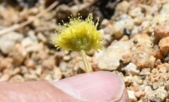 Eriogonum rosense