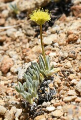 Eriogonum rosense