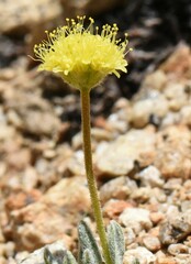 Eriogonum rosense